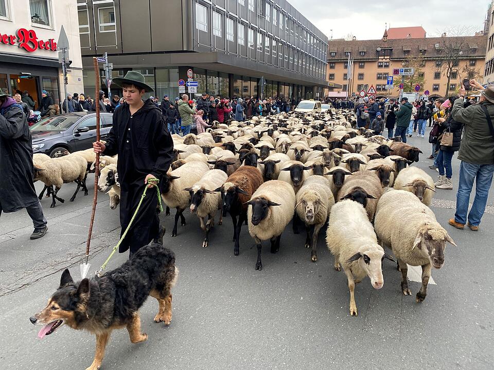 Hunderte Schafe ziehen durch Nürnberg - Naturspektakel in Bildern