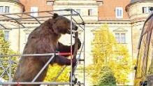 Großer Bär auf Stadtrundfahrt durch Bamberg  Foto: Ronald Rinklef