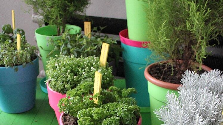 Kr&auml;utert&ouml;pfe: So halten sie m&ouml;glichst lange.