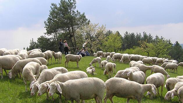 Mitten in der Herde eines Wanderschäfers fangen Bamberger Gymnasiastinnen die Geräusche für ihr Märchen ein, das an einer Station des Hörpfades abzurufen sein wird. Foto: Brigitte Pfister