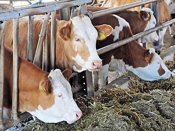 Aktuell gibt es noch etwa 10 000 Bauernhöfe in Oberfranken - Tendenz weiter fallend. Fotos: Stephan Herbert Fuchs
