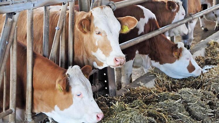 Aktuell gibt es noch etwa 10 000 Bauernhöfe in Oberfranken - Tendenz weiter fallend. Fotos: Stephan Herbert Fuchs