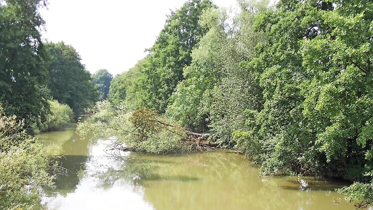 Totholz ragt im Bereich der Weppersdorfer Brücke in die Aisch hinein. Das könnte bei einem künftigen Hochwasser zum Problem werden.