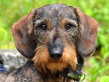 Erstmals bei einer Zuchtschau des Dachshundclubs Rhön/Saale dabei war der neunmonatige Rauhaardackel "Axel vom Nonnenkloster". Foto: Peter Rauch