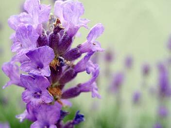 Lavendel Foto: Archiv