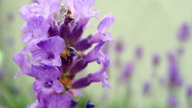 Lavendel Foto: Archiv