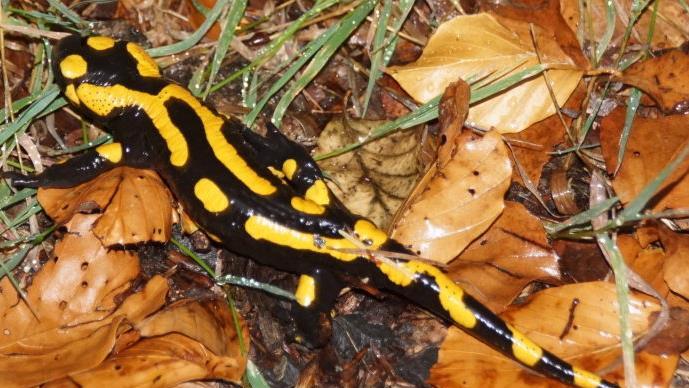 Den Feuersalamander trafen die Teilnehmer der Fledermaus-Nacht ebenfalls an.Sabine Weinbeer