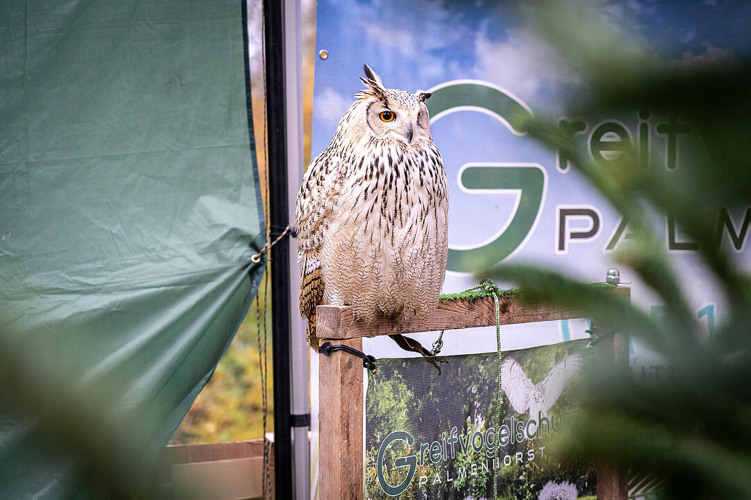 Winterszeit - Magische und zauberhafte Atmosphäre! Winterszeit - Magische und zauberhafte Atmosphäre!