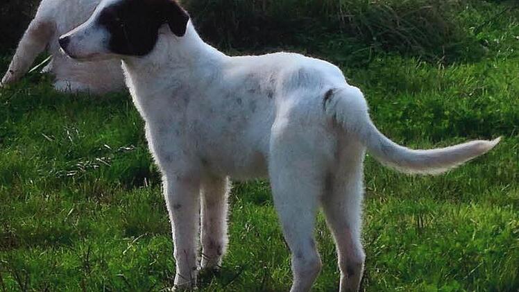 Ein Opfer des Giftlegers: das Hundemädchen Lizzy, das der Gärtenrother Tierfreund von einer Tötungsstation in Bosnien gerettet hatte. Foto: privat