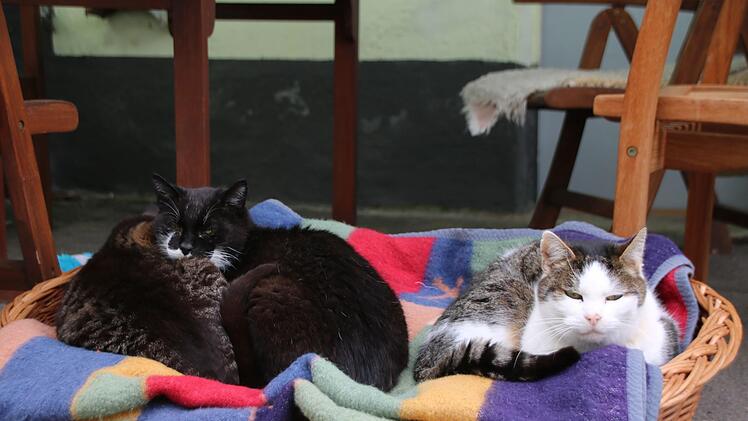 Die Katzen fühlen sich wohl in der Wannigsmühle. Foto: Thomas Malz