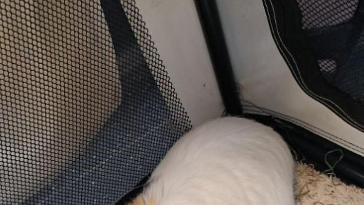 Sofort das Tierheim Nürnberg kontaktiert: Frau findet ausgesetztes Meerschweinchen an Haltestelle