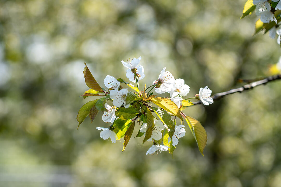 Wundersch&ouml;ne Naturfotos aus Bamberg.