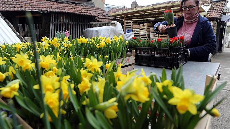 Gelbe Frühlingsboten in Hülle und Fülle: Doch die Osterglocken von Carmen Dechant finden keine Abnehmer.