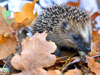 Das Herbstlaub ist im Winter ein willkommener Schutz für Pflanzen und bietet Igel & Co. Unterschlupf. Von den Blumen- und Gemüsebeeten muss es im Frühjahr allerdings entfernt werden. Foto: Archiv/dpa/Wolfgang Kumm
