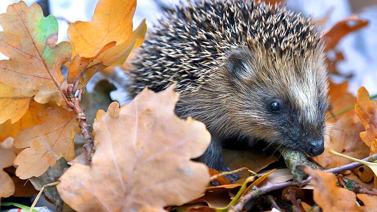 Das Herbstlaub ist im Winter ein willkommener Schutz für Pflanzen und bietet Igel & Co. Unterschlupf. Von den Blumen- und Gemüsebeeten muss es im Frühjahr allerdings entfernt werden. Foto: Archiv/dpa/Wolfgang Kumm