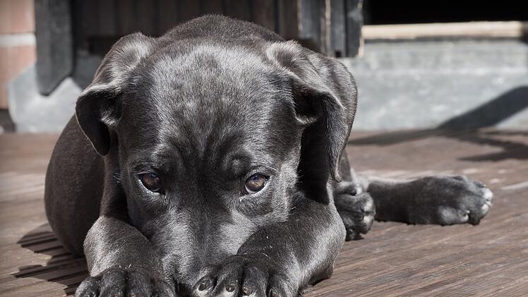 Hitze birgt tödliche Gefahren für Tiere - das sollten Halter beachten
