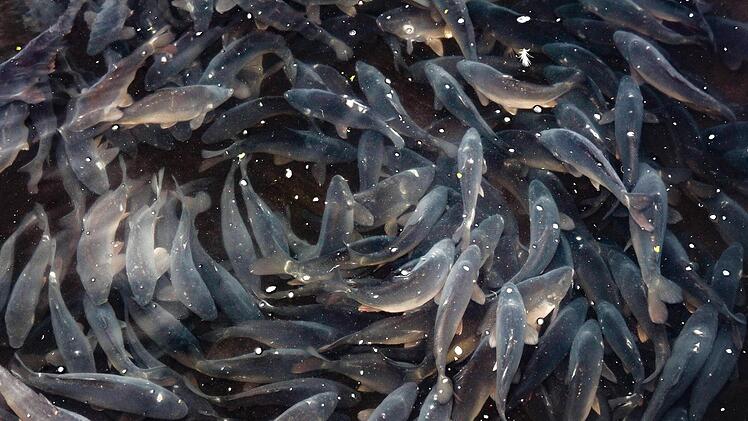 Wenn es Futter gibt, zeigen sich die Fische.
