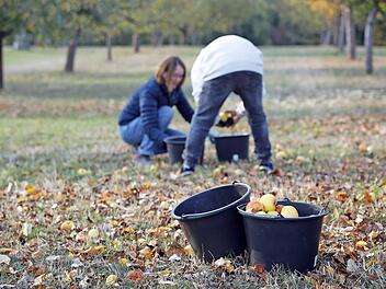 Obst von Streuobstwiesen sind ein Beitrag zum Umweltschutz. Foto: p