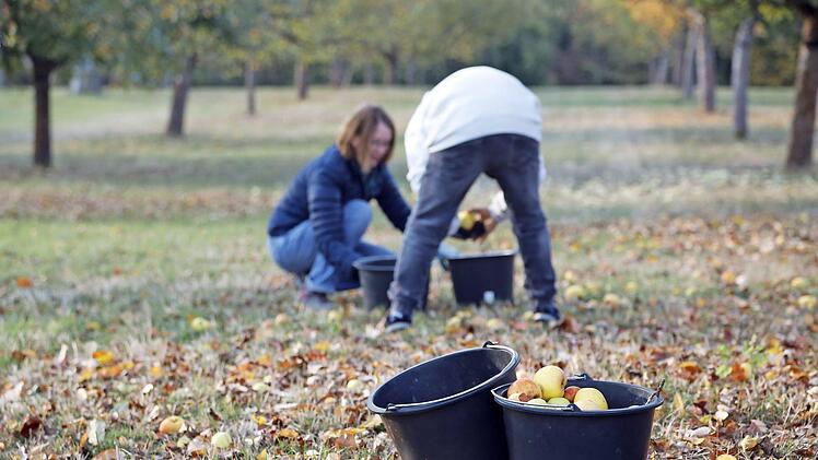 Obst von Streuobstwiesen sind ein Beitrag zum Umweltschutz. Foto: p
