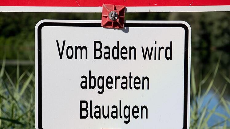 Blaualgen
