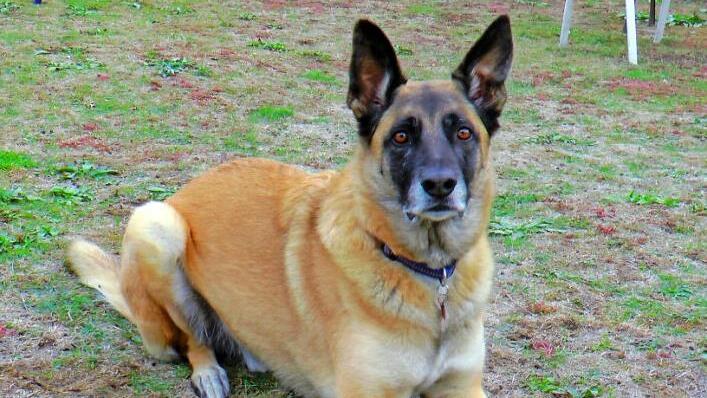 Stets sehr wachsam bewahrte der sechsjährige Schäferhund-Mix Lasko seine Familie vor einem schlimmeren Unglück.