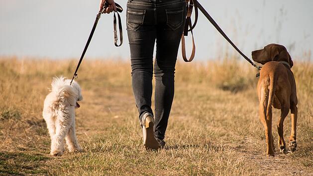 Hundewandern Oberfranken