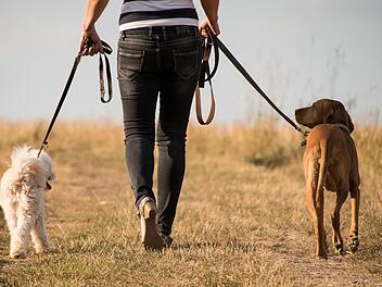 Hundewandern Oberfranken