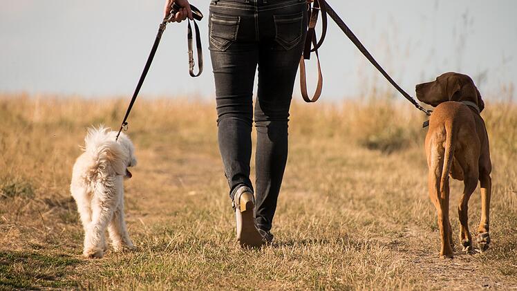 Hundewandern Oberfranken