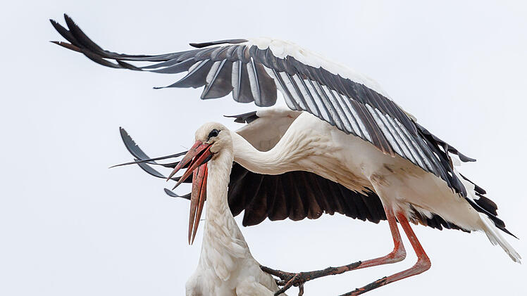 Storchendorf Uehlfeld