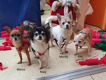 Tierheim Nürnberg: Vier Chihuahuas suchen neues Zuhause - Tierheim startet Aufruf