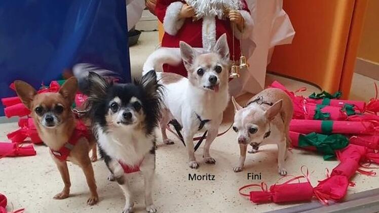Tierheim Nürnberg: Vier Chihuahuas suchen neues Zuhause - Tierheim startet Aufruf