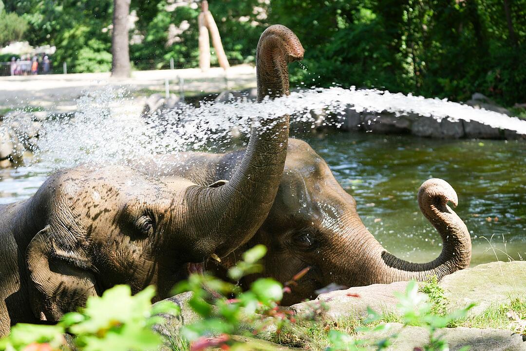 Erfrischung f&uuml;r Tiere im Berliner Zoo
