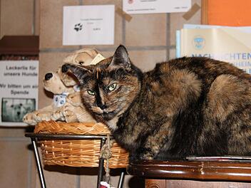 Katze Berta lässt der Trubel bei der Tierbescherung im Tierheim Wannigsmühle kalt. Sie sitzt beinahe wie zur Dekoration auf einem Schränkchen am Eingang.  Fotos: Martina Straub