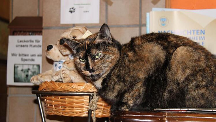 Katze Berta lässt der Trubel bei der Tierbescherung im Tierheim Wannigsmühle kalt. Sie sitzt beinahe wie zur Dekoration auf einem Schränkchen am Eingang.  Fotos: Martina Straub