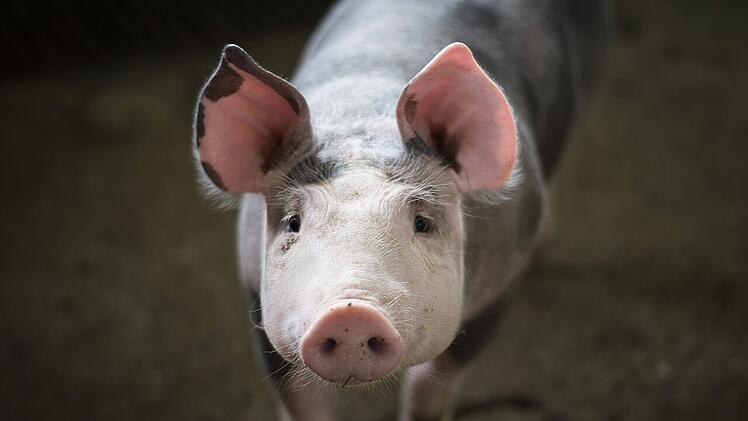 Wie viele Landtiere wirklich geschlachtet werden, wissen die wenigsten.