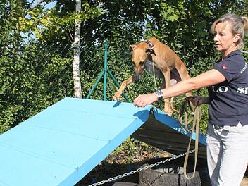 Ruth Schönheiter mit ihrer Hündin Luna. Den zweijährigen spanischen Windhund ("Galga") hat sie aus dem Tierheim in Nürnberg.  Foto: Jürgen Gärtner