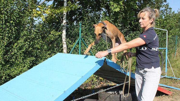 Ruth Schönheiter mit ihrer Hündin Luna. Den zweijährigen spanischen Windhund ("Galga") hat sie aus dem Tierheim in Nürnberg.  Foto: Jürgen Gärtner