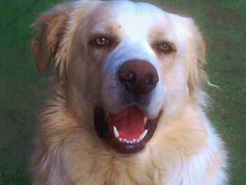 Rocky: vergiftet im Juli 2014. Foto: privat