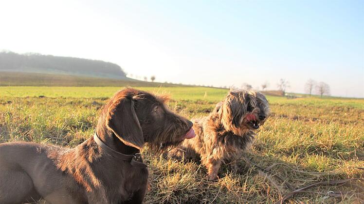 Jule und Arri schlecken sich die Schnauzen ab. Wenn sie gut mitarbeiten, werden sie mit Leckerli belohnt. Diana Fuchs