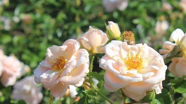 Insektenfreundliche Wildrosen haben leider einen sehr starken Wuchs und sie bl&uuml;hen nur einmal. Foto: Sigrun Hannemann
