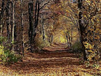 Goldener Herbst an Allerheiligen