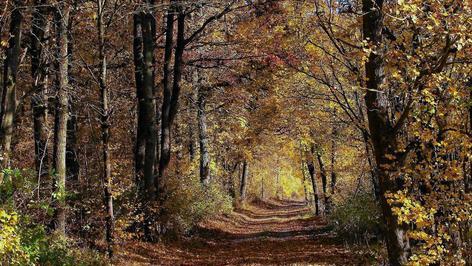 Goldener Herbst an Allerheiligen