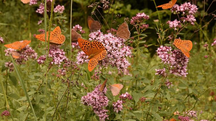 Kaisermantel und Ochsenauge hat Frank Henkel aus Untermaßfeld vor die Kameralinse bekommen. Er erreichte Platz drei.