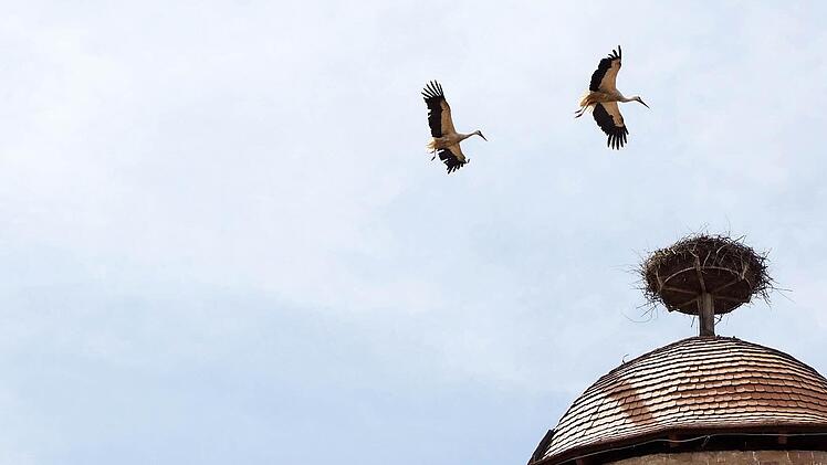 Die Elterntiere kreisen ums Nest.