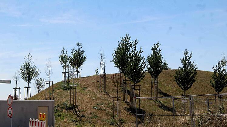 Für einige Jungbäume auf dem Lärmschutzwall kommt jede Hilfe zu spät. Foto: Richard Sänger