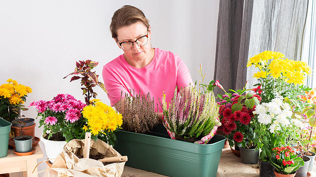 Balkonpflanzen, Balkon bepflanzen