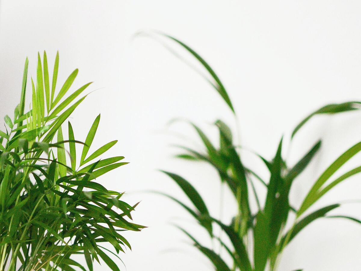 Zimmerpalmen: so pflegen Sie Ihre Palme richtig