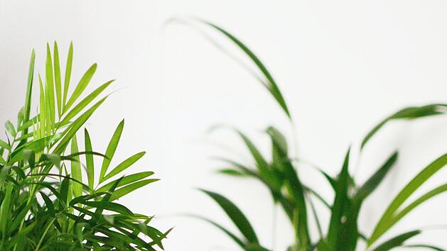 Zimmerpalmen