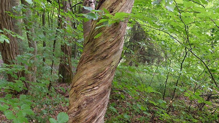 Geschützt - nicht geschützt - doch geschützt? Vor lauter Buchen ist der Steigerwald oft nicht mehr klar zu sehen. Foto: Ronald Rinklef