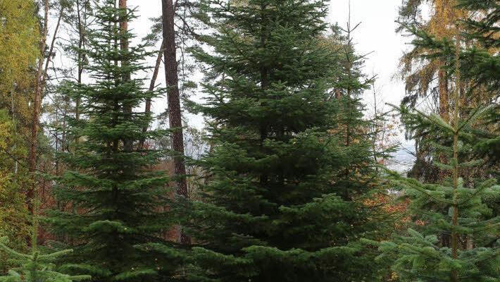 Noch steht der Baum für die Queen im Forst. Foto: Barbara Herbst